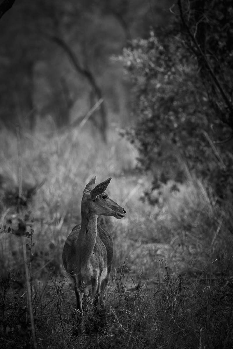 06Mike Palmer Reedbuck 010116 06Mike Palmer Reedbuck 010116