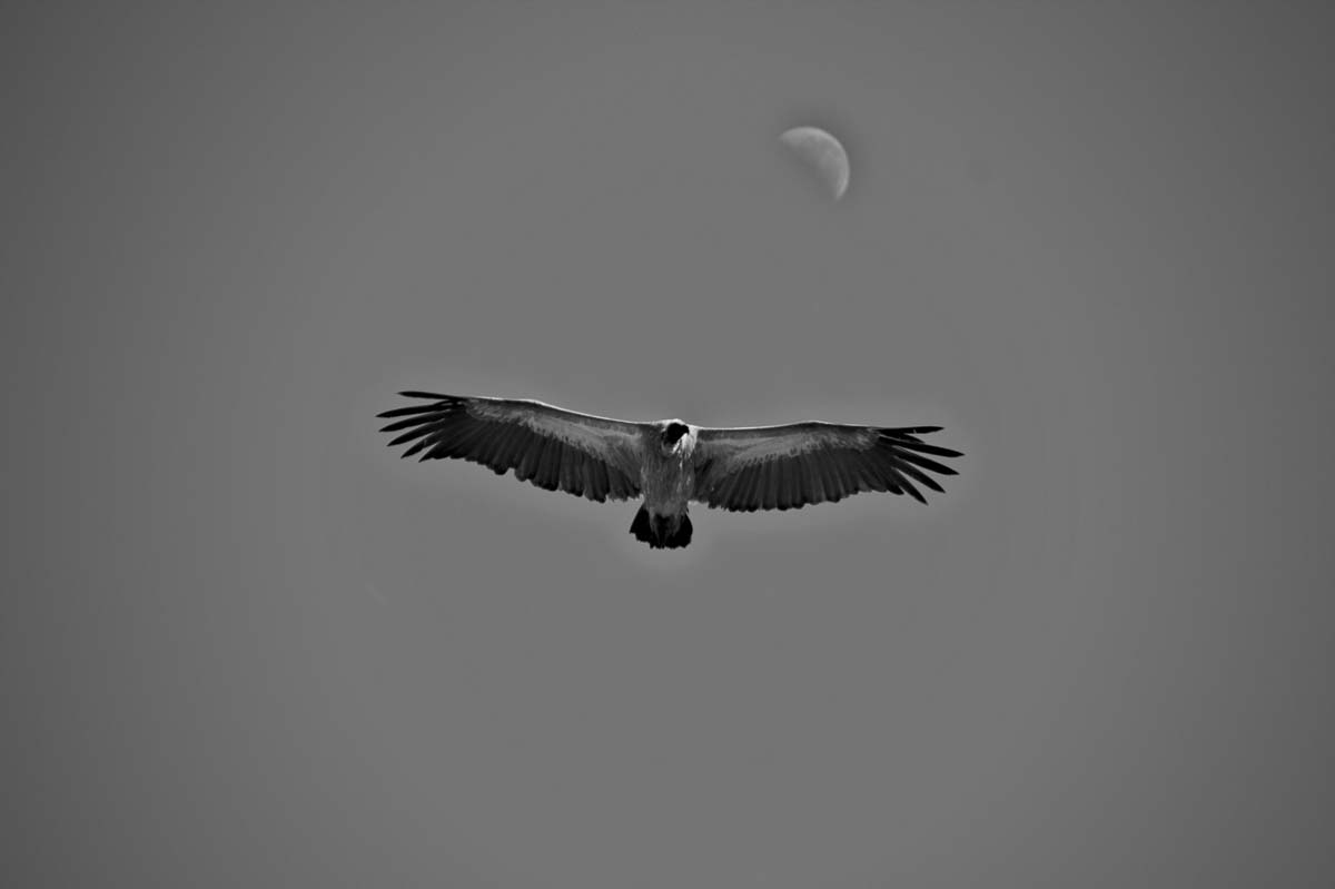 06Sheldon Hooper Vulture 2 06Sheldon Hooper Vulture 2