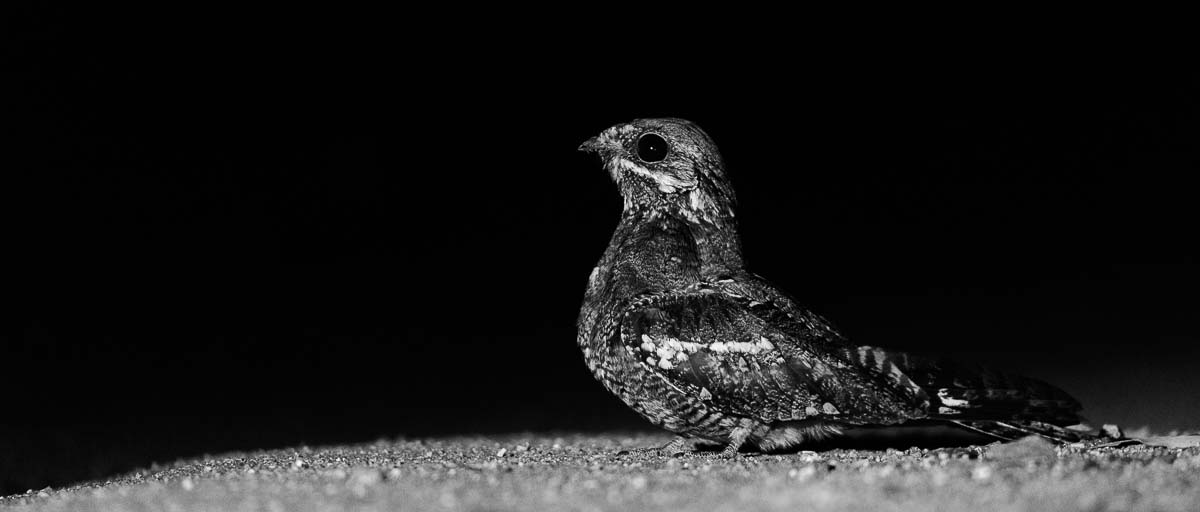 09Mike Palmer European Nightjar 101215 09Mike Palmer European Nightjar 101215