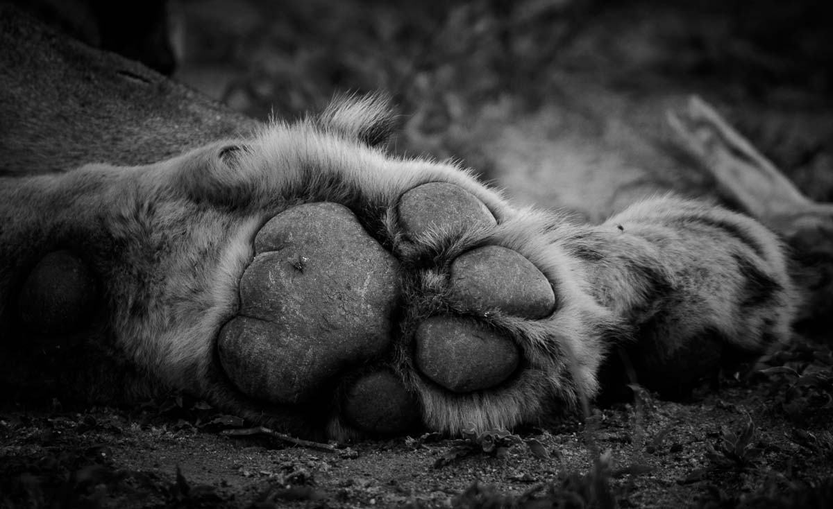 10Mike Palmer Lion Paw 191215 10Mike Palmer Lion Paw 191215