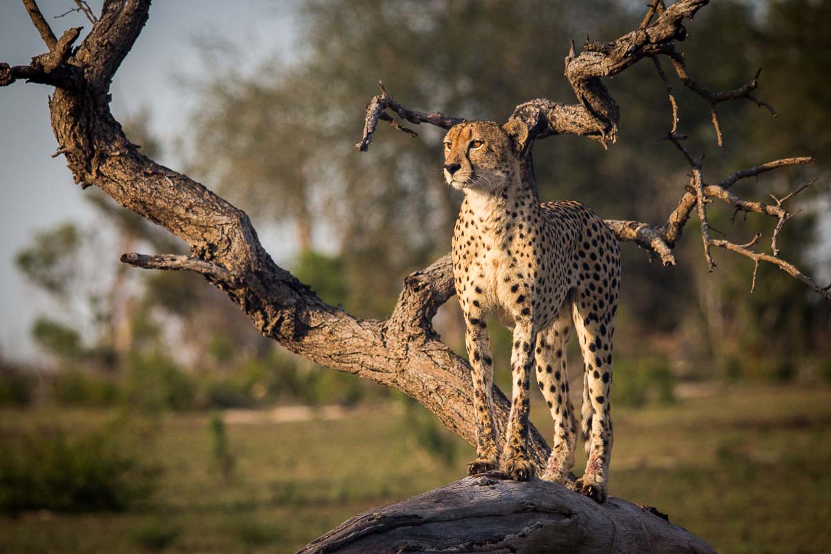 14Franscois Rosslee Cheetah 01