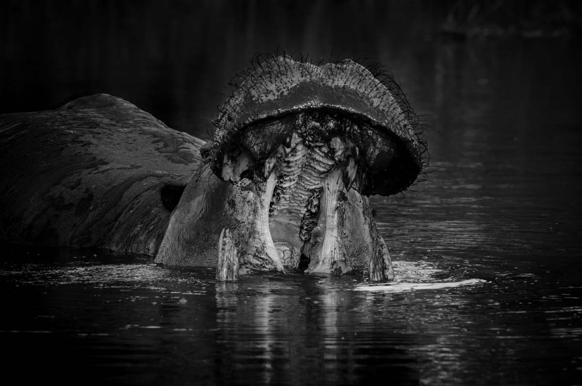17Mike L Hippo Mouth 17Mike L Hippo Mouth