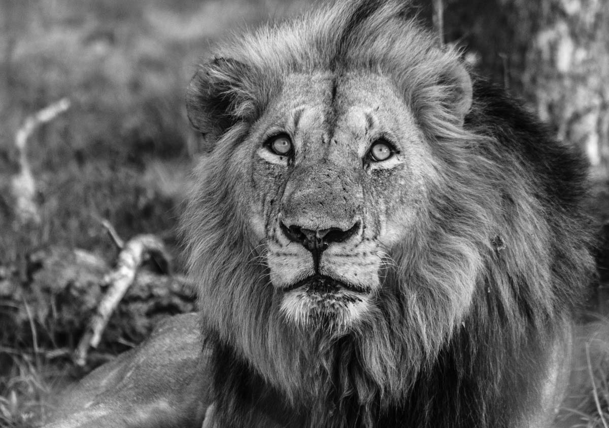 17Tayla McCurdy Charleston Mandleve 07 Feb 16 1