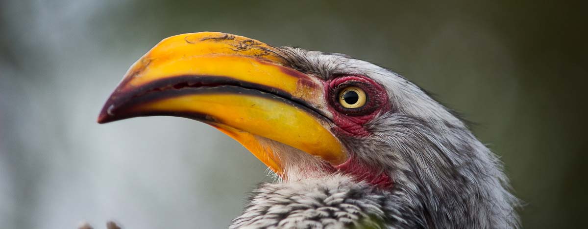 01Sheldon Hooper Hornbill 01Sheldon Hooper Hornbill