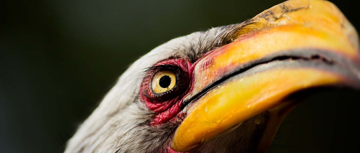 02Sheldon Hooper Hornbill 2 02Sheldon Hooper Hornbill 2