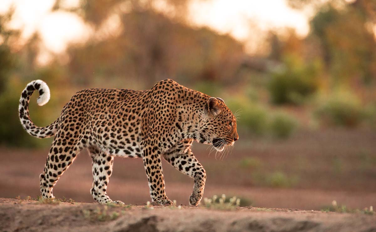 02Terry Ennever Wd And Max 4 3 16