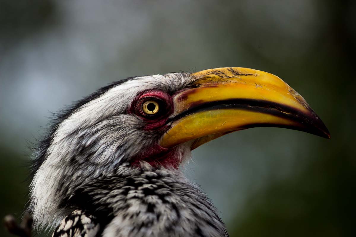 03Sheldon Hooper Hornbill 3 03Sheldon Hooper Hornbill 3
