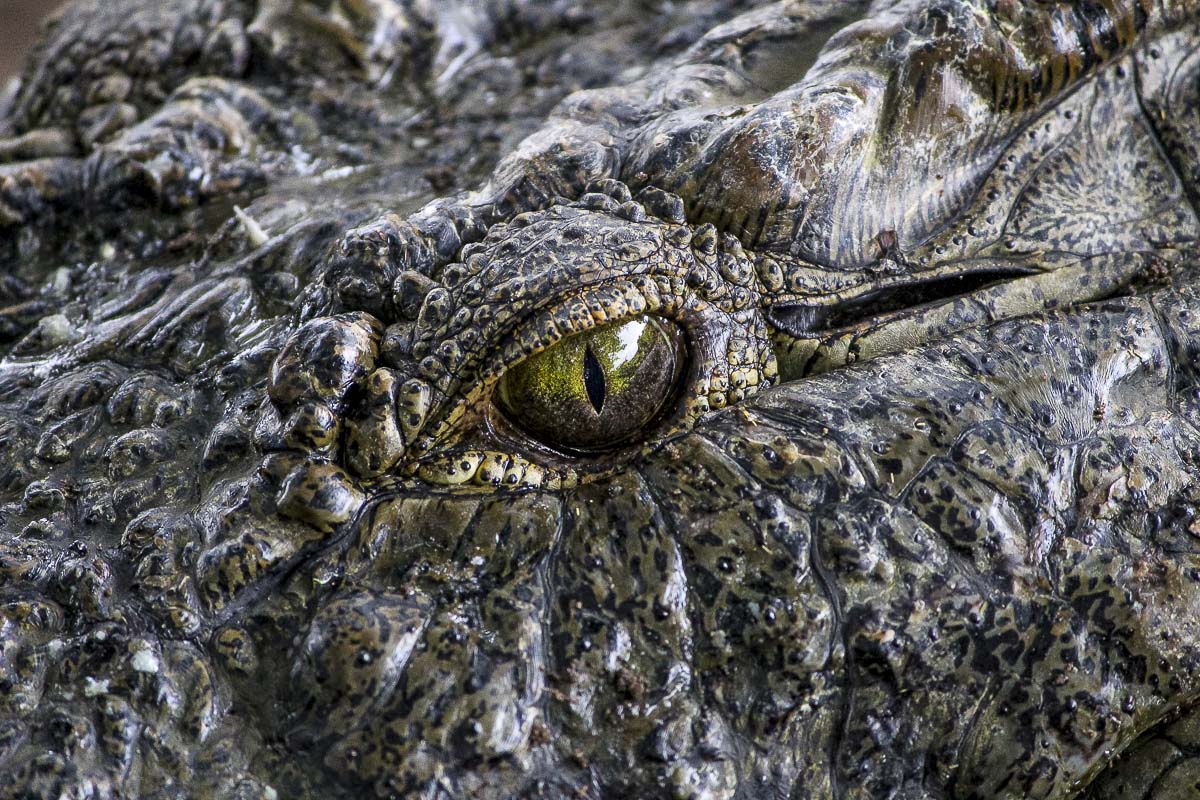 04Croc Bonamanzi 04Croc Bonamanzi