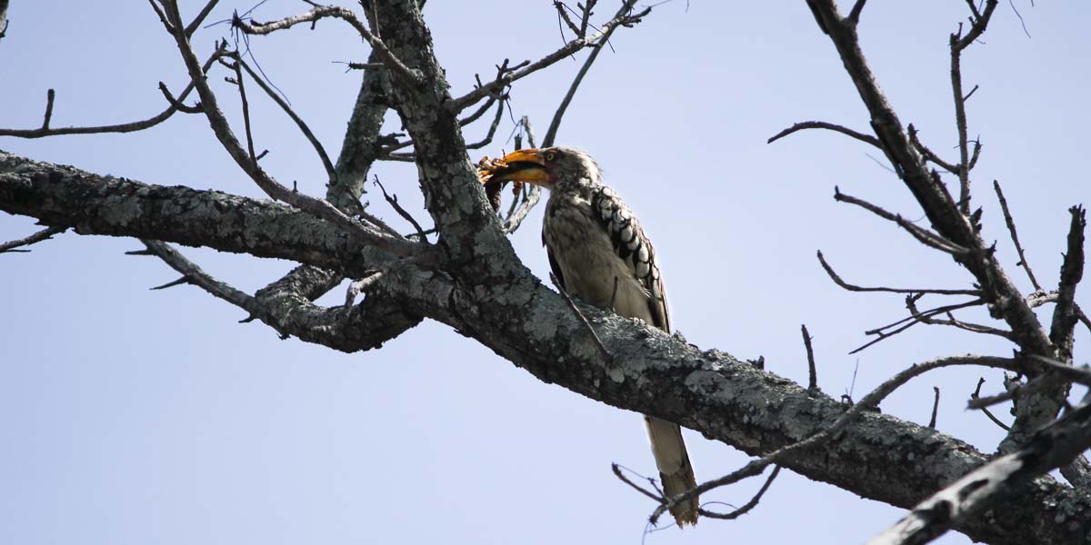 05Sheldon Hooper Hornbill 5 05Sheldon Hooper Hornbill 5