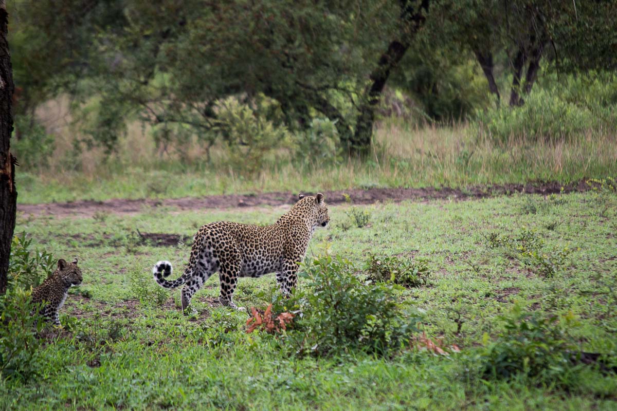 29Frederik Aucamp LBC Teaching Cub 1 2