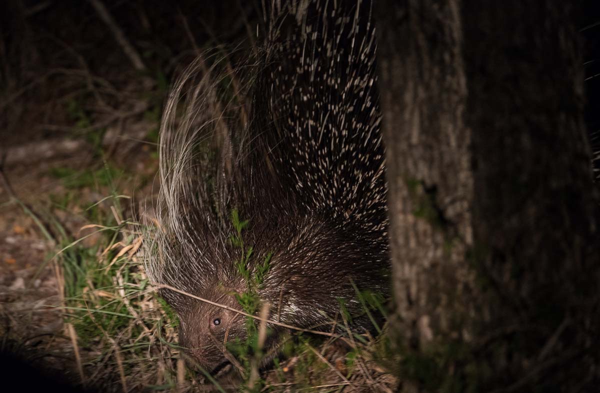 34Terry Ennever Porcupine1 27 2 16 1