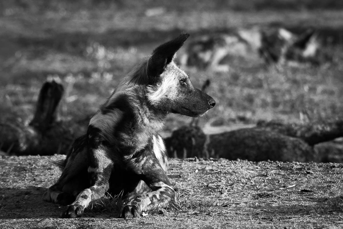 01Franscois Rosslee Wilddog M 1 01Franscois Rosslee Wilddog M 1