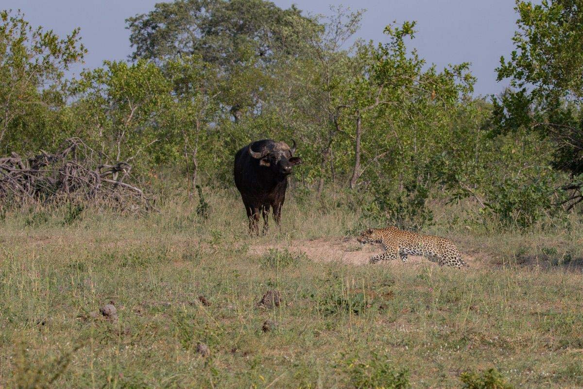 02Mike L Hlarulini Busy