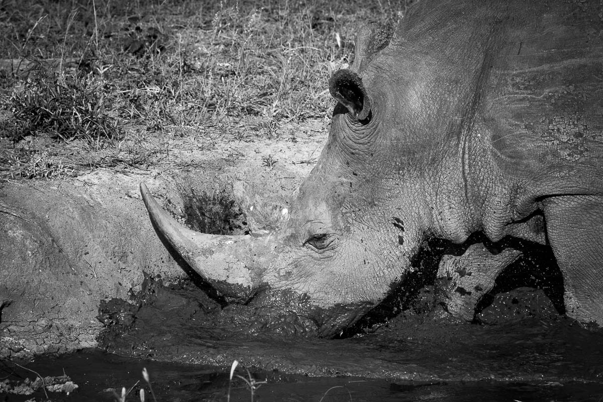 03Franscois Rosslee Rhino M 1 03Franscois Rosslee Rhino M 1