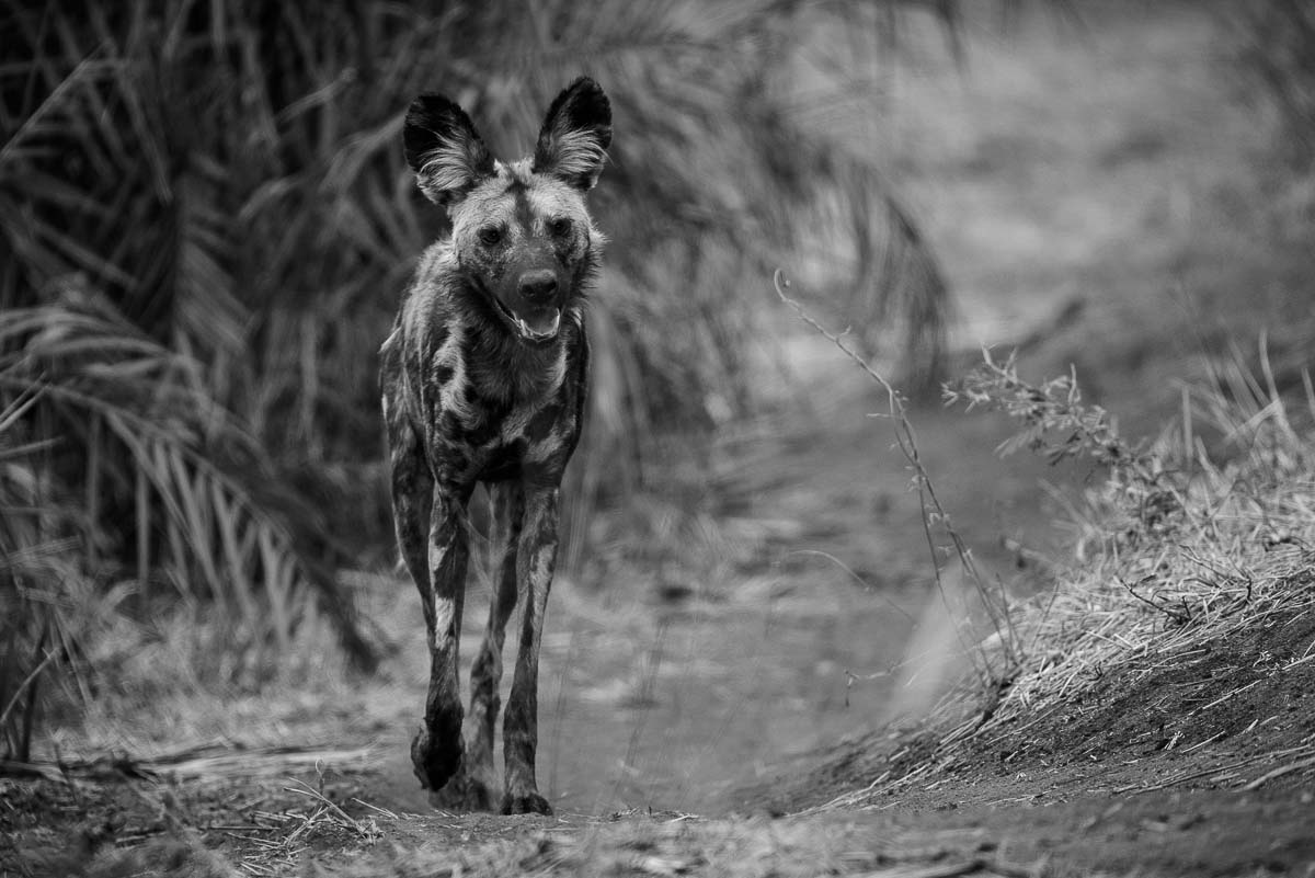 04Mike Palmer Wild Dog 130116 1 04Mike Palmer Wild Dog 130116 1