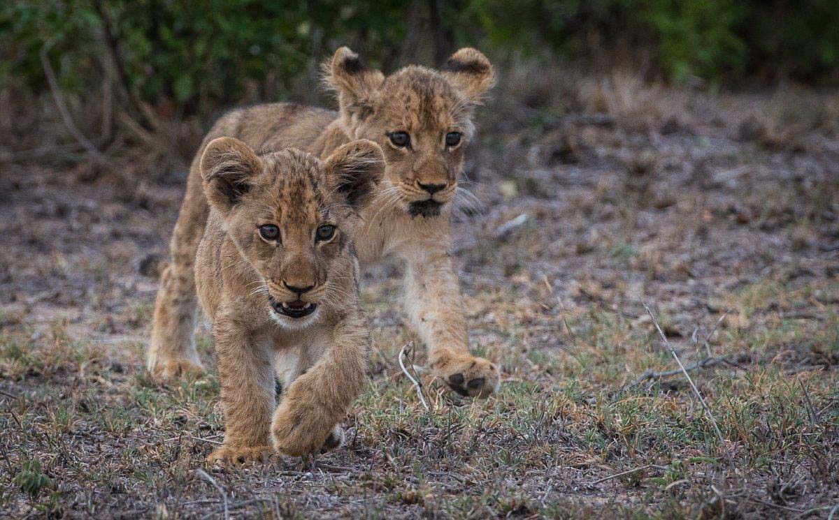 05Terry Ennever Lion And Cubs1 6 3 16 05Terry Ennever Lion And Cubs1 6 3 16