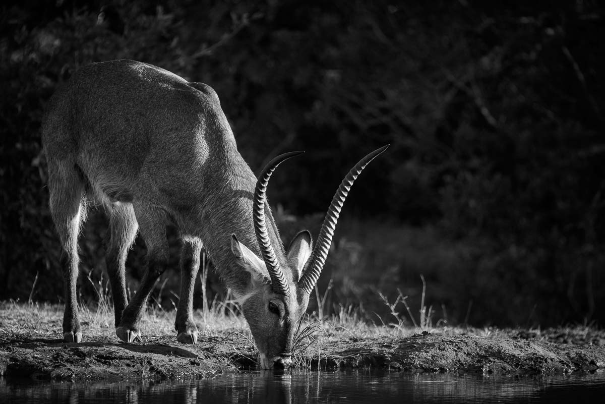 08Mike Palmer Waterbuck 123115 08Mike Palmer Waterbuck 123115