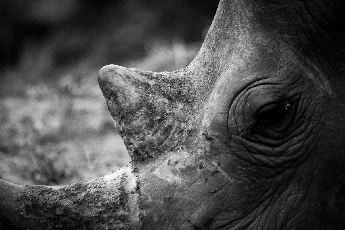 08Sheldon Hooper Nashorn 4