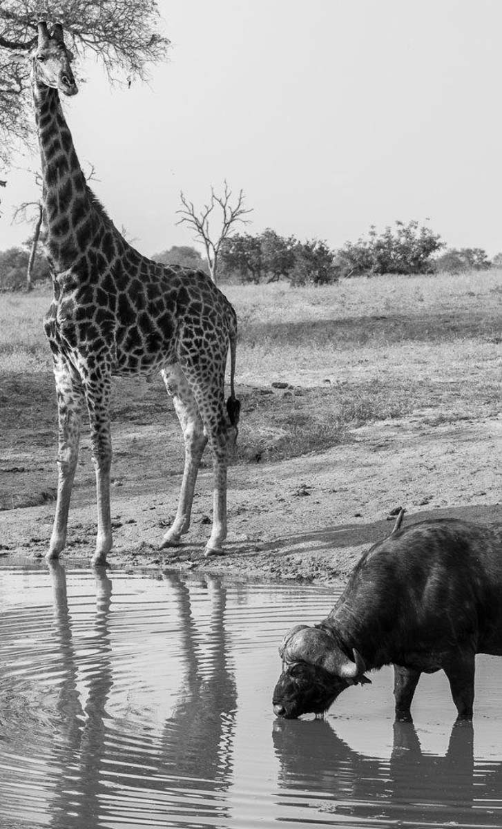 09Tayla McCurdy Giraffe And Buff 20 April 16 1 09Tayla McCurdy Giraffe And Buff 20 April 16 1