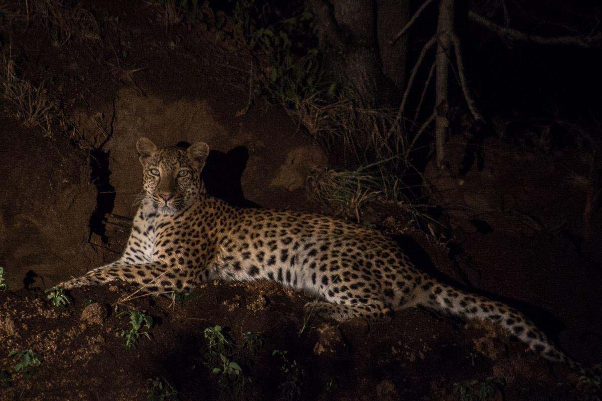 29Tayla McCurdy Unknown Female Leopard 22 April 16 2 29Tayla McCurdy Unknown Female Leopard 22 April 16 2