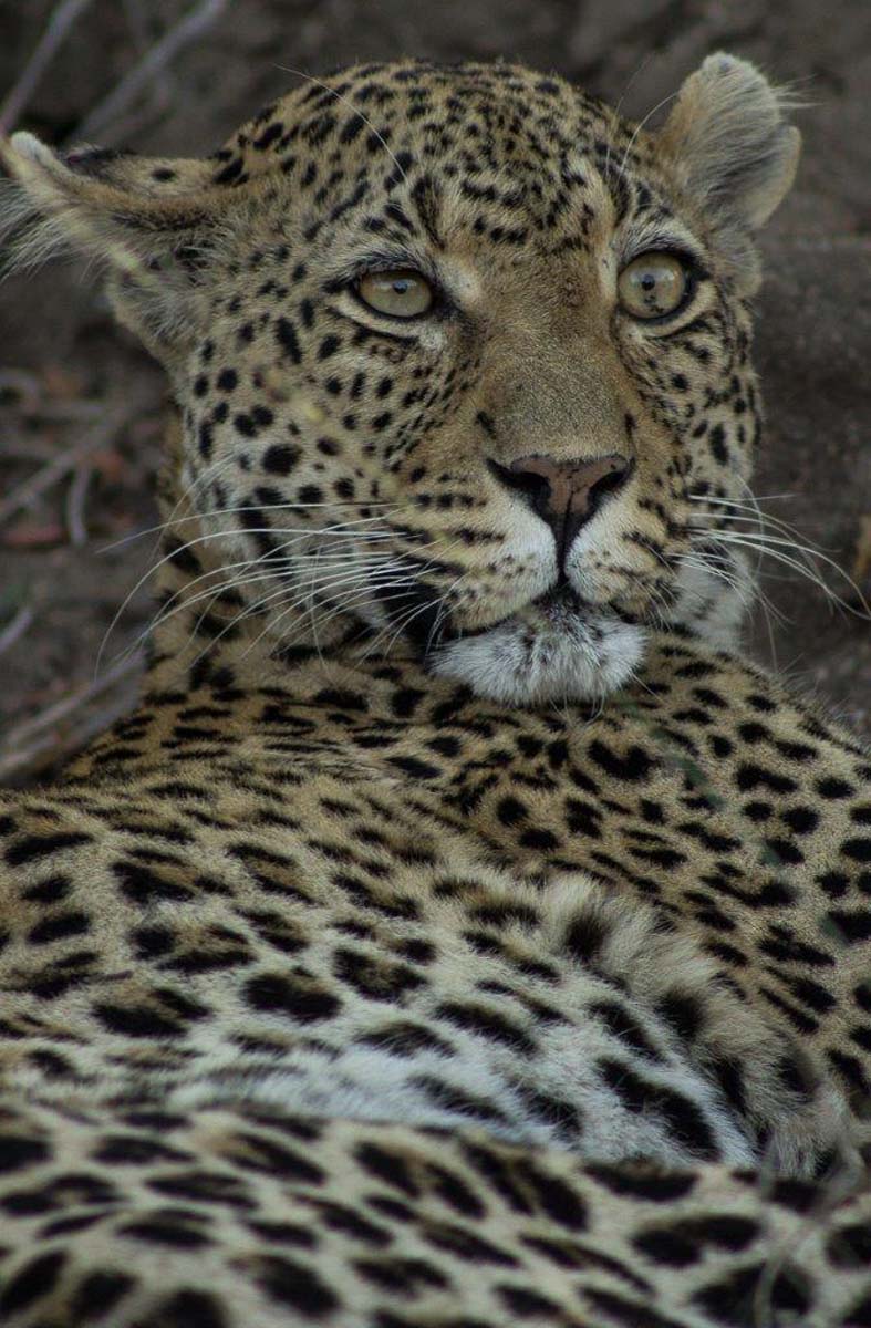 30Tayla McCurdy White Dam And Cub 23 April 16 4 30Tayla McCurdy White Dam And Cub 23 April 16 4