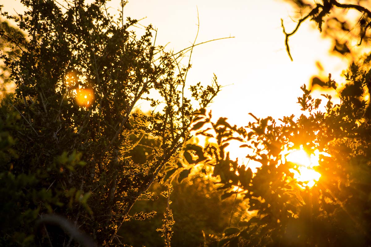 01Sheldon Hooper Green Sunrise 01Sheldon Hooper Green Sunrise