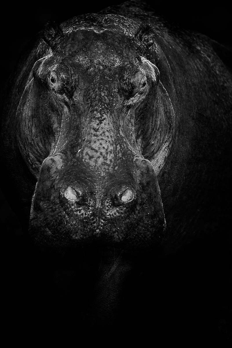 02Mike Palmer Hippo 160216 02Mike Palmer Hippo 160216