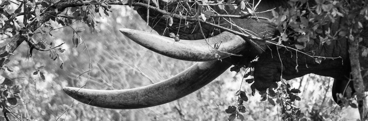 06Sheldon Hooper Huge Tusks 2 06Sheldon Hooper Huge Tusks 2