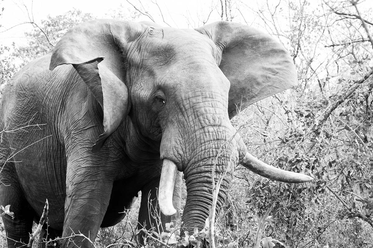 07Sheldon Hooper Huge Tusks 07Sheldon Hooper Huge Tusks
