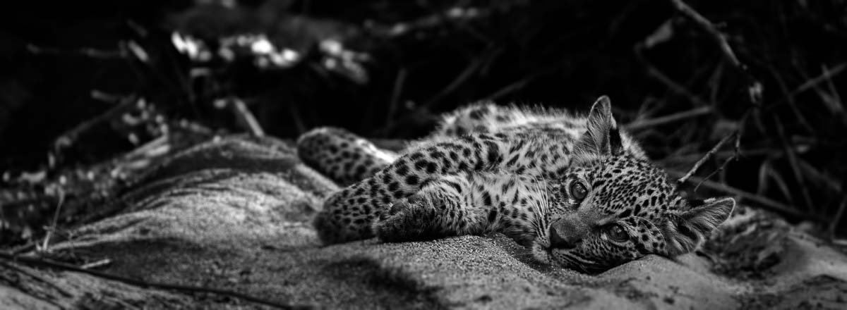 08Mike Palmer LBC Cub 160216 08Mike Palmer LBC Cub 160216