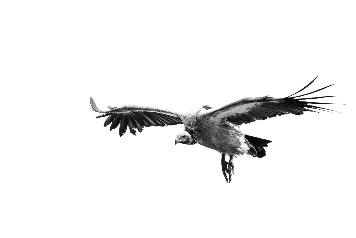 09Mike Palmer Vulture 080416 09Mike Palmer Vulture 080416