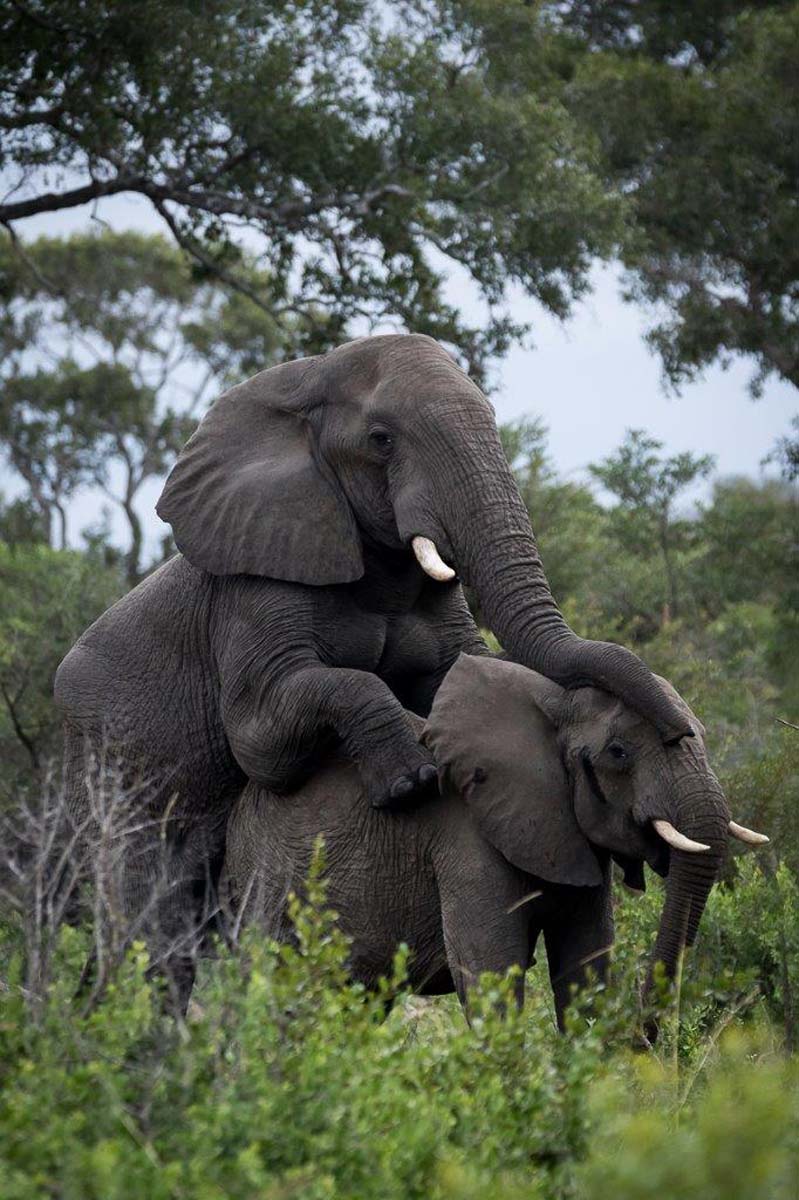 12Sheldon Hooper Elephants Mating 12Sheldon Hooper Elephants Mating