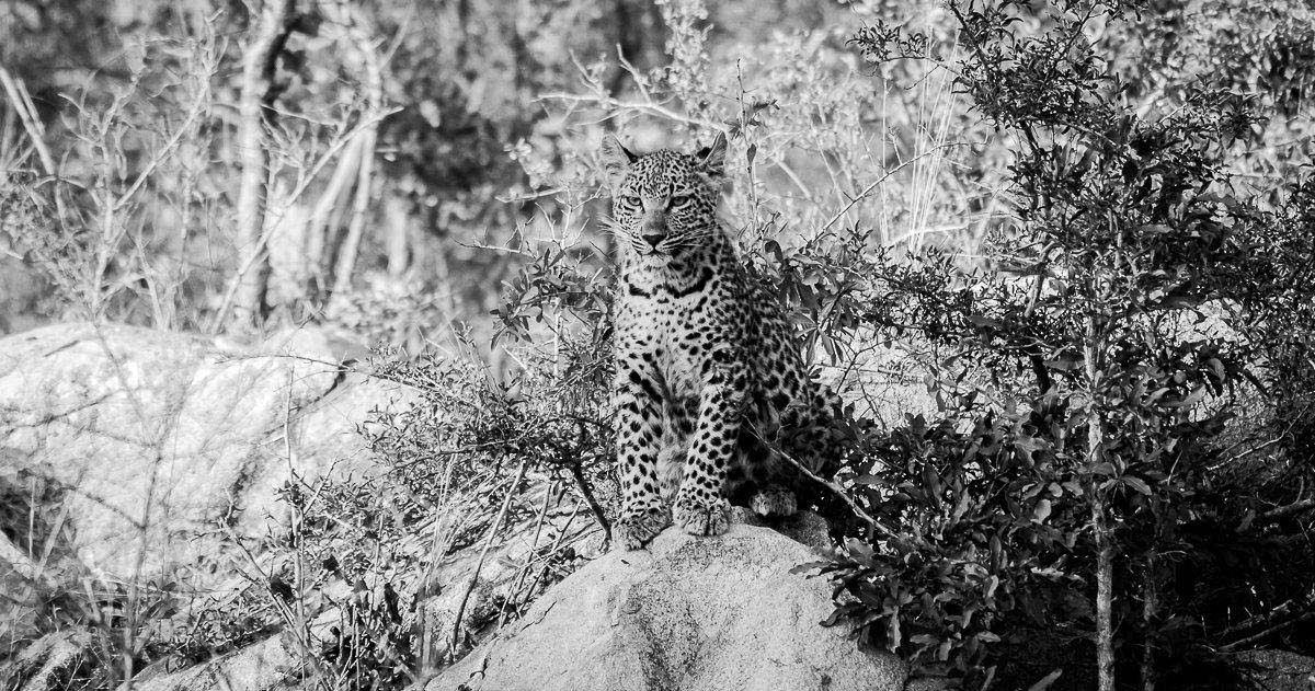 17Sheldon Hooper LBC Feeding 15 17Sheldon Hooper LBC Feeding 15