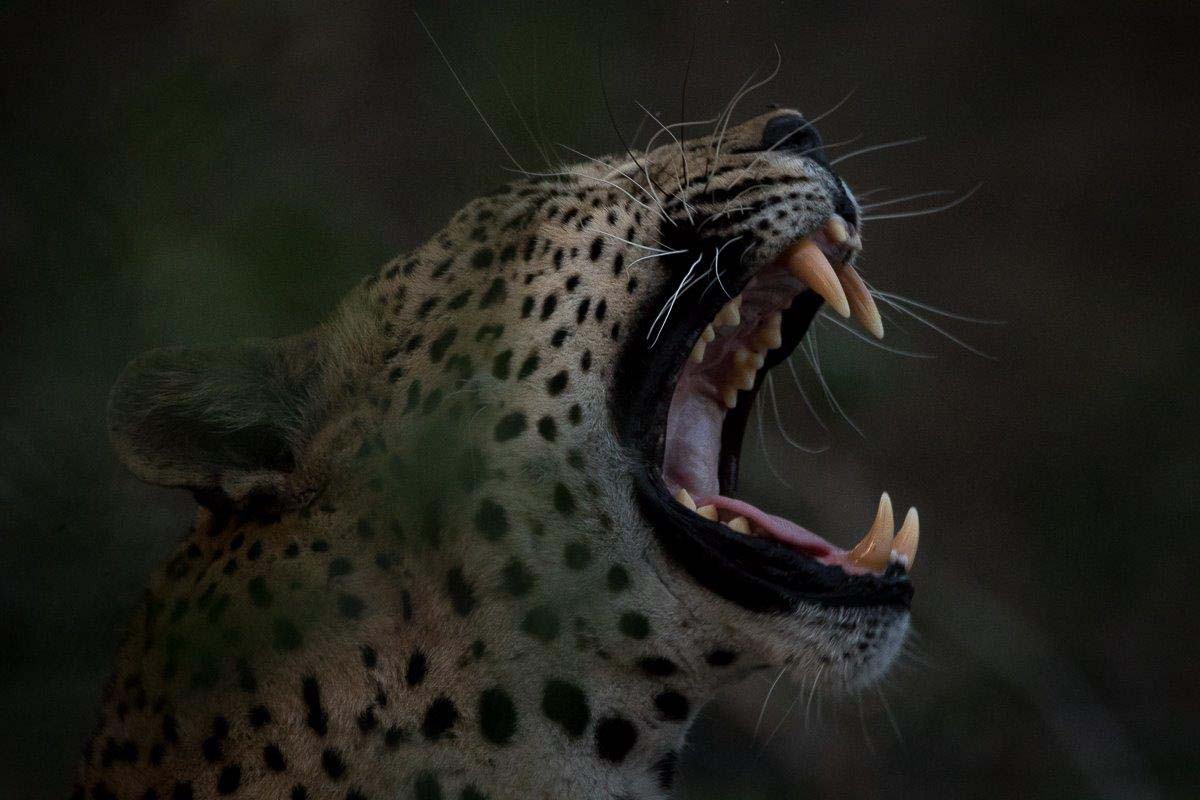 23Sheldon Hooper Max Resting 23Sheldon Hooper Max Resting