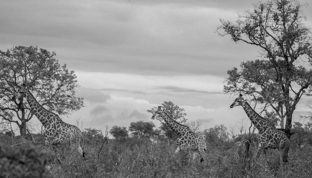 31Tayla McCurdy Giraffe 9 May 16 2 Of 2 31Tayla McCurdy Giraffe 9 May 16 2 Of 2