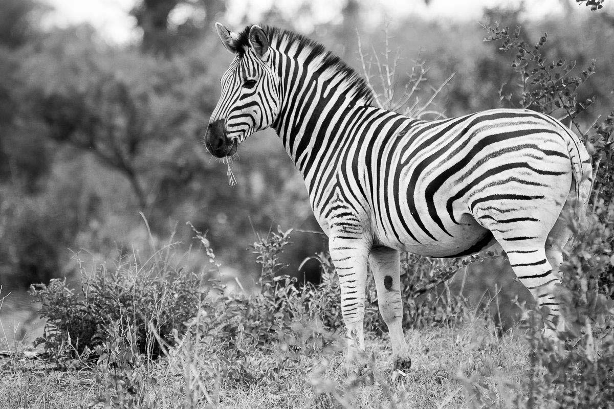 01Sheldon Hooper Plains Zebra 01Sheldon Hooper Plains Zebra