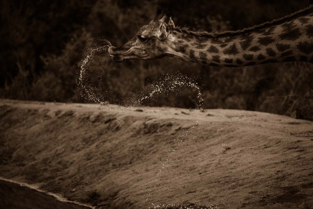 03Mike Palmer Giraffe 220216 03Mike Palmer Giraffe 220216