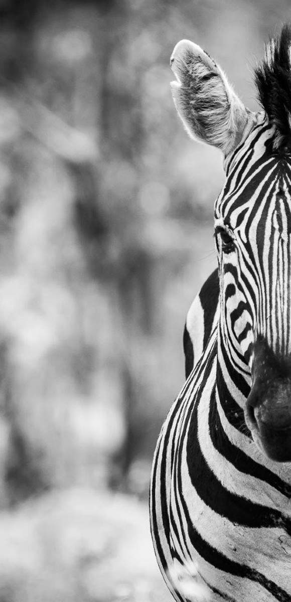 zebra hopper