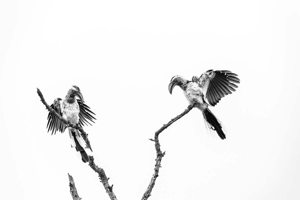 05Mike Palmer Hornbills 180216 05Mike Palmer Hornbills 180216