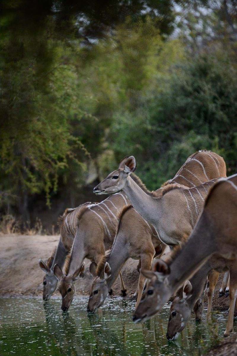 08Mike Palmer Kudu 170616 1