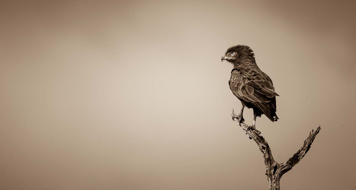 08Mike Palmer Snake Eagle 290316 08Mike Palmer Snake Eagle 290316