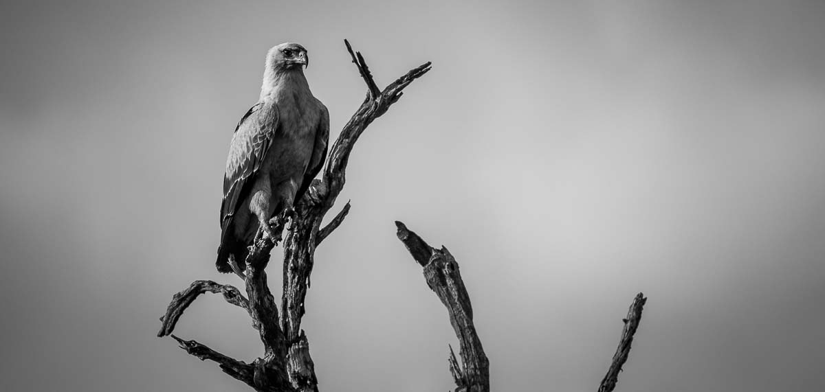 10Mike Palmer Tawny Eagle 250316 10Mike Palmer Tawny Eagle 250316