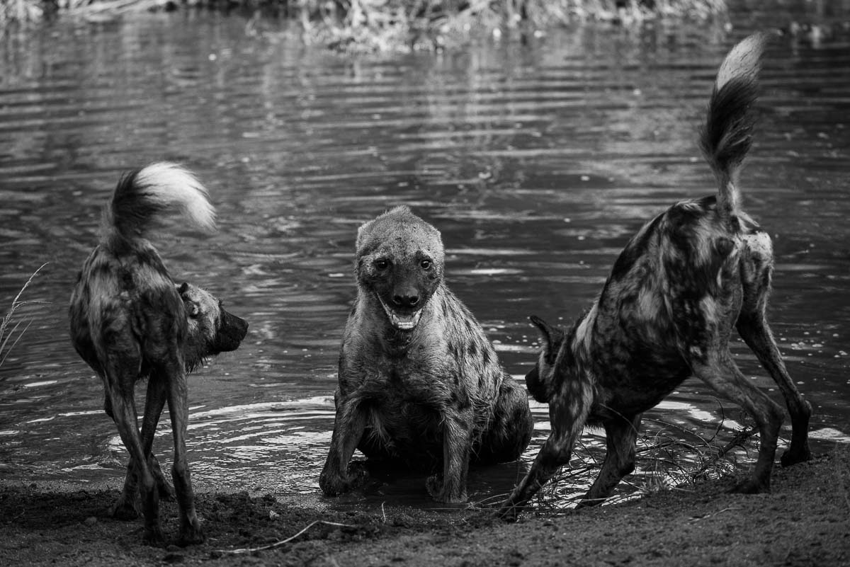 10Mike Palmer Wild Dogs 300416 2 10Mike Palmer Wild Dogs 300416 2