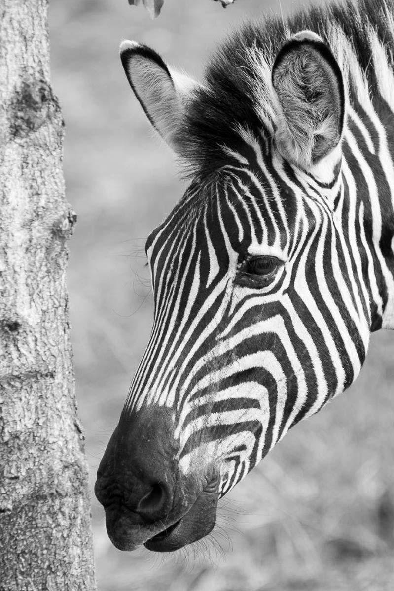 zebra hopper