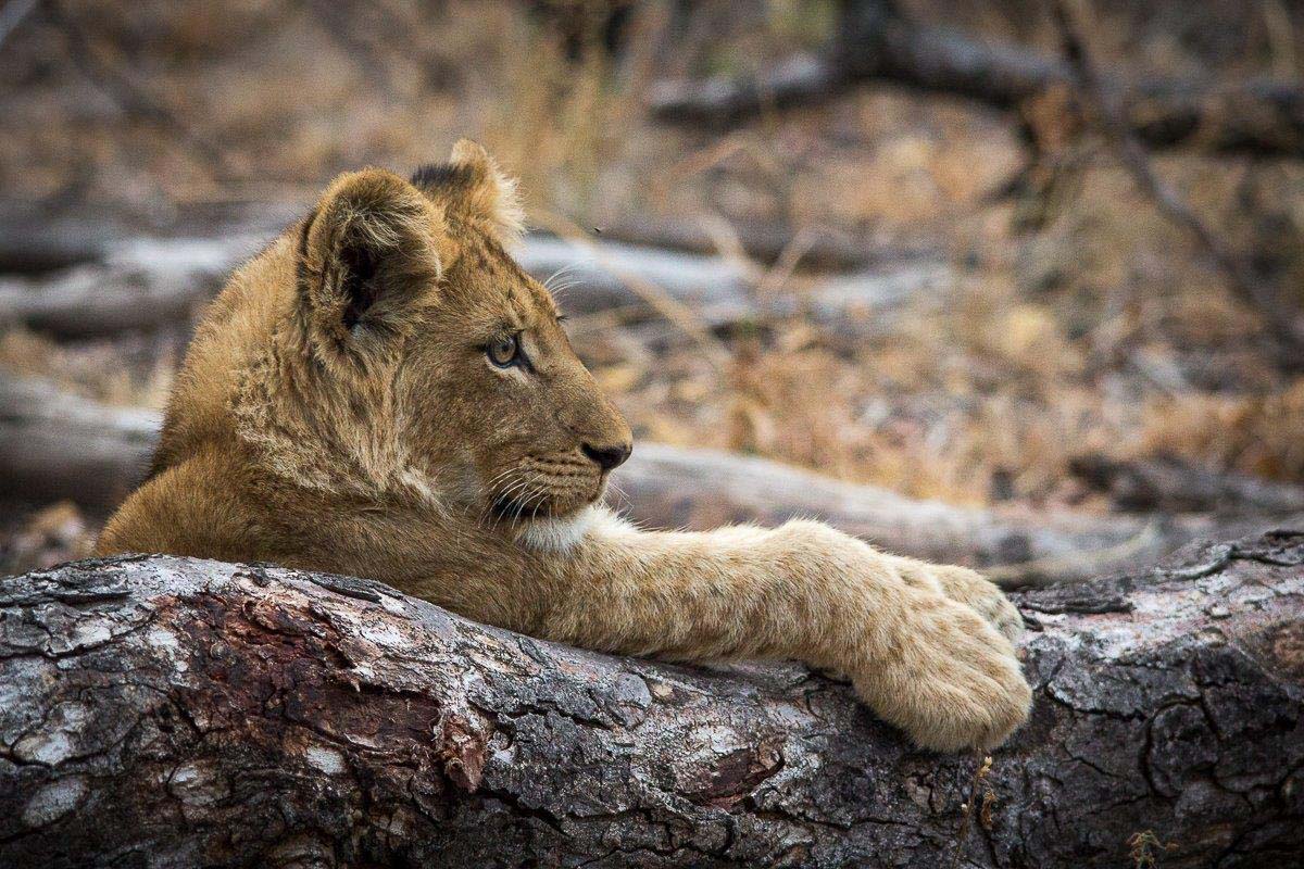 17Franscois Rosslee Lioncub1 1 Of 1