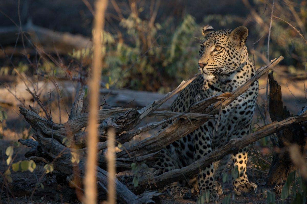 25Mike L White Cub 2