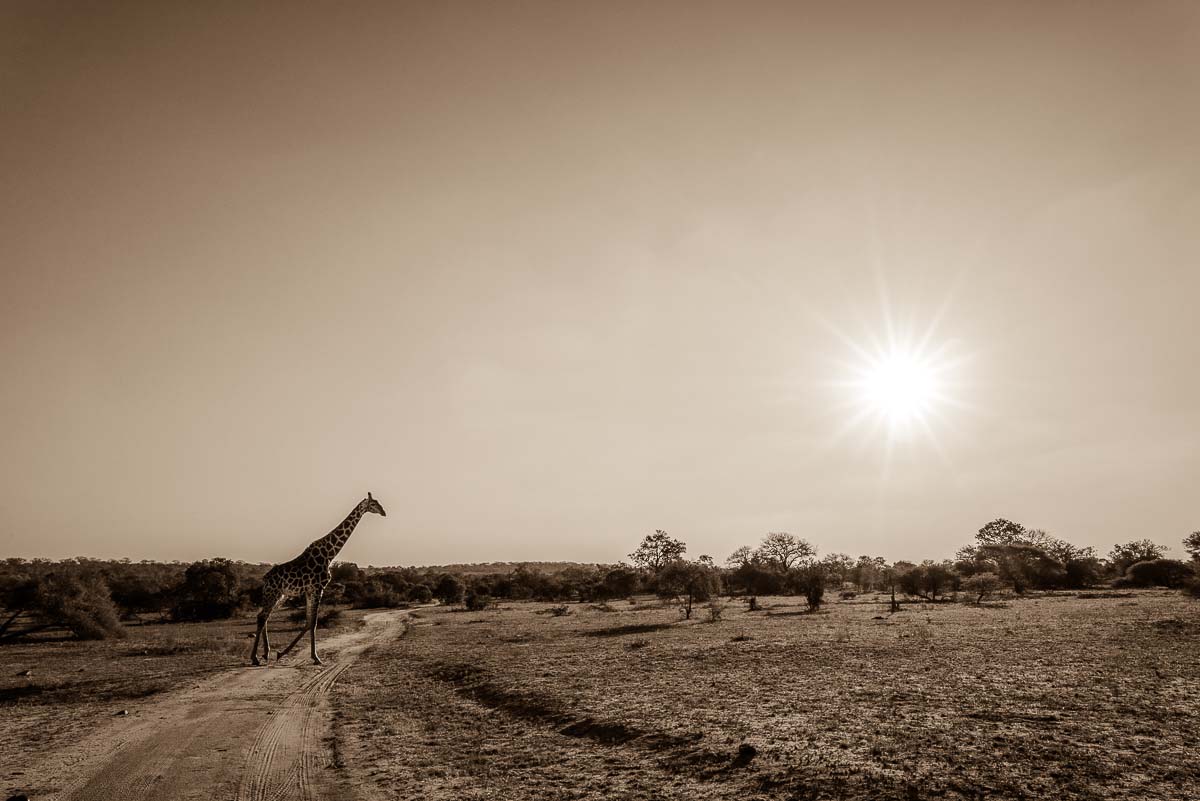 02Mike Palmer Giraffe 290516 1 02Mike Palmer Giraffe 290516 1
