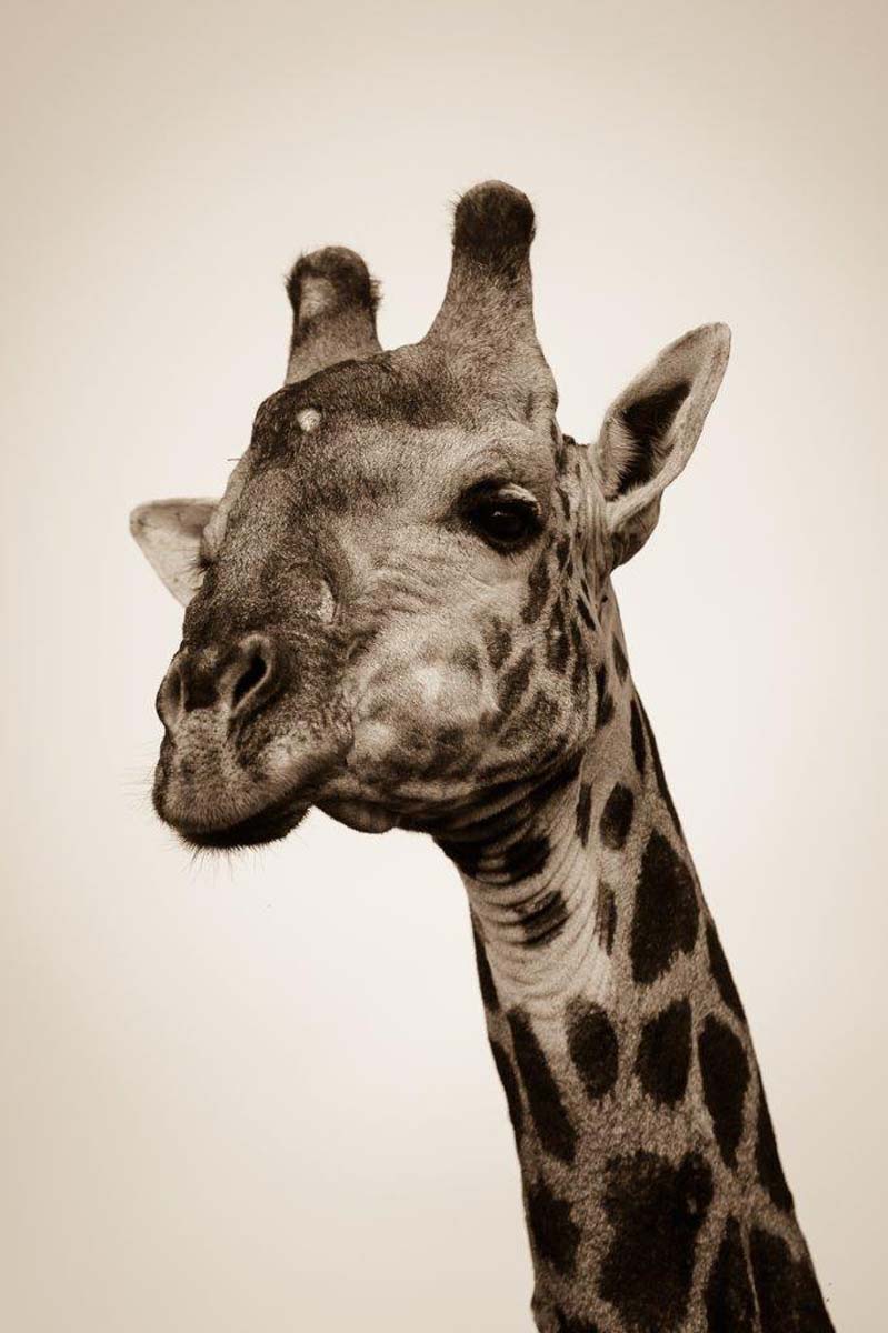 04Mike Palmer Giraffe 180616 1 04Mike Palmer Giraffe 180616 1