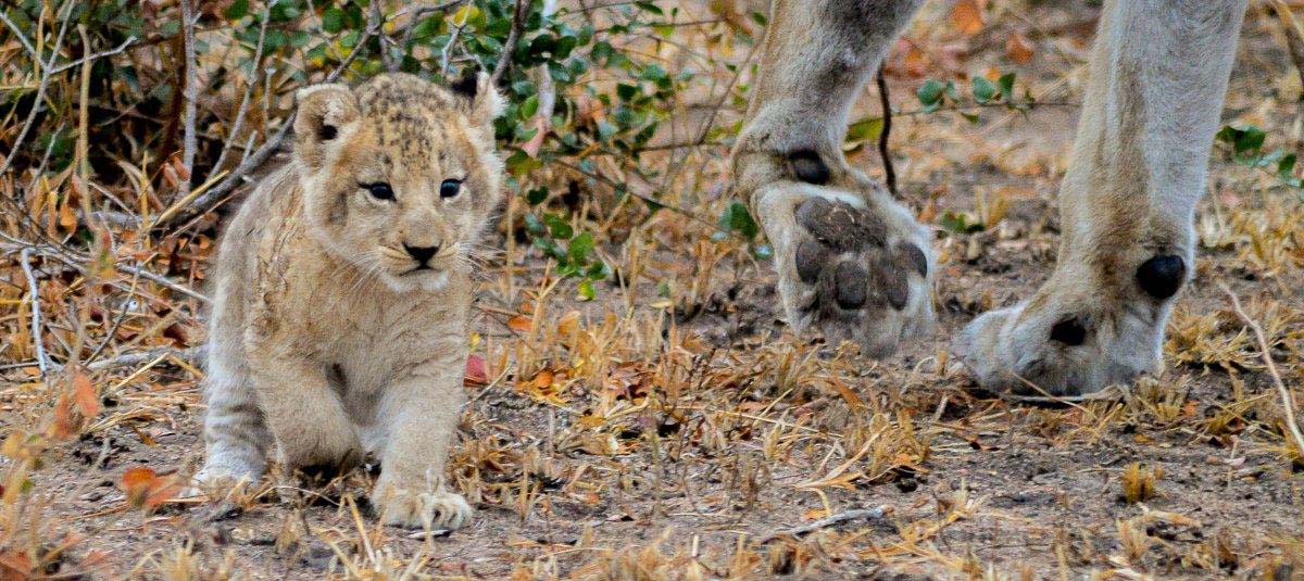 05Kevan Dobbie SP New Cubs