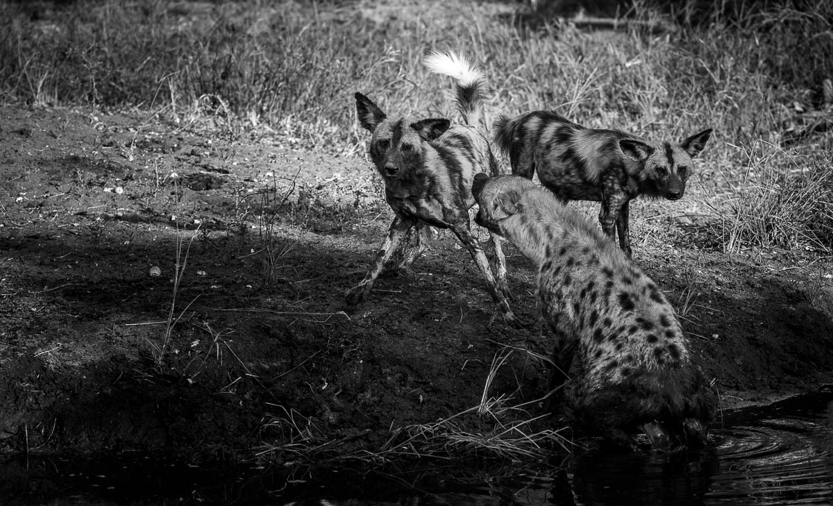06Mike Palmer Wild Dogs 300416 1 06Mike Palmer Wild Dogs 300416 1
